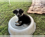 Puppy Olivia Australian Shepherd