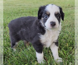 Miniature Australian Shepherd Puppy for sale in HOLTS SUMMIT, MO, USA