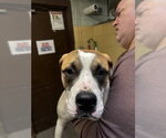 Small Saint Bernard Mix