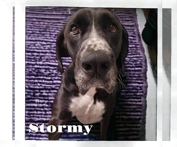 Medium Photo #24 Boxer-Great Dane Mix Puppy For Sale in Bullard, TX, USA