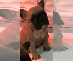 French Bulldog Puppy for sale in TAMPA, FL, USA