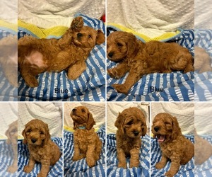 Cockapoo Puppy for sale in BLUE MOUNTAIN, MS, USA