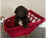 Small Photo #2 Bernedoodle Puppy For Sale in REYNOLDSBURG, OH, USA