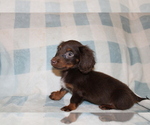 Small #8 Dachshund