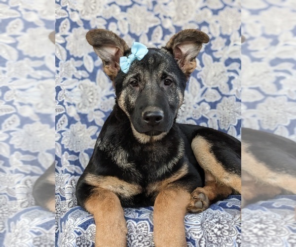 Medium Photo #5 German Shepherd Dog Puppy For Sale in OXFORD, PA, USA