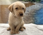 Small #9 Labrador Retriever