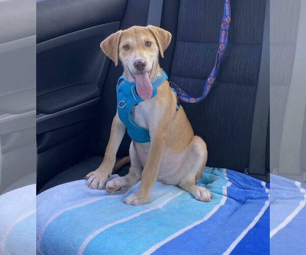 Medium Photo #4 Labrador Retriever-Unknown Mix Puppy For Sale in Sanford, FL, USA