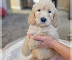 Small Photo #41 Goldendoodle Puppy For Sale in KATY, TX, USA