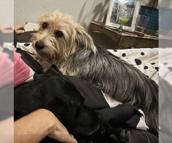 Medium Photo #3 Mutt Puppy For Sale in Ventura, CA, USA