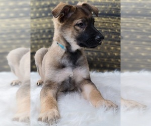 German Shepherd Dog Puppy for sale in WARREN, MA, USA