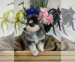 Small Photo #2 Pomsky Puppy For Sale in ROCKFORD, IL, USA