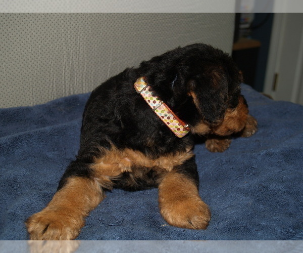 Medium Photo #5 Airedale Terrier Puppy For Sale in CHARLESTOWN, IN, USA