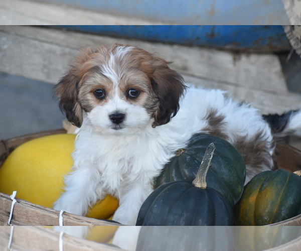 Medium Photo #3 Cavachon Puppy For Sale in ELDORADO, OH, USA