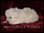 Small Photo #4 Poodle (Miniature) Puppy For Sale in COPPOCK, IA, USA