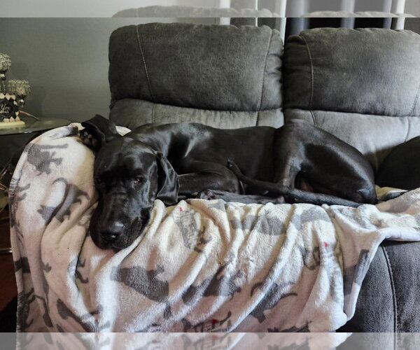 Medium Photo #3 Great Dane Puppy For Sale in Buffalo, MN, USA
