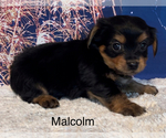 Small Photo #8 Yorkshire Terrier Puppy For Sale in AZLE, TX, USA