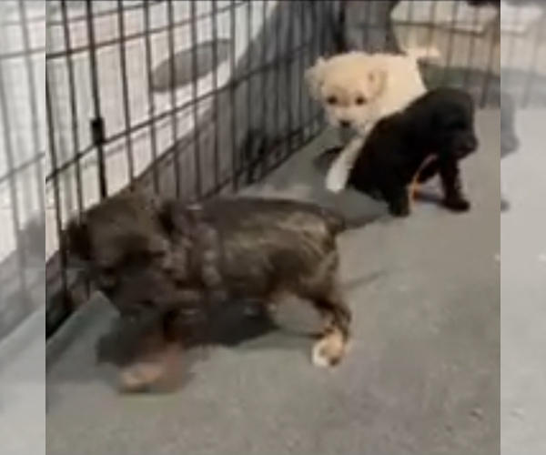 Medium Photo #1 Cavapoochon (Miniature) Puppy For Sale in BLUE MOUND, TX, USA