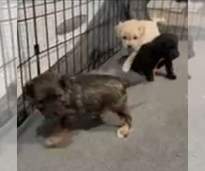 Cavapoochon (Miniature) Litter for sale in BLUE MOUND, TX, USA