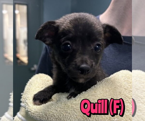 Medium Photo #1 Mutt Puppy For Sale in Woodbury, NY, USA