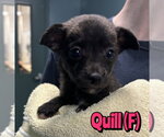 Small Mutt