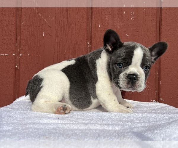 Medium Photo #15 French Bulldog Puppy For Sale in SAINT CLAIR, MI, USA