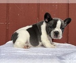 Small Photo #15 French Bulldog Puppy For Sale in SAINT CLAIR, MI, USA