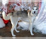 Small Photo #1 Siberian Husky Puppy For Sale in West Valley, UT, USA