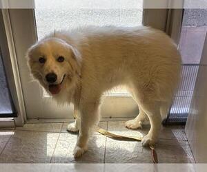 Great Pyrenees-Unknown Mix Dogs for adoption in Grand Prairie, TX, USA