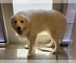 Small Great Pyrenees Mix