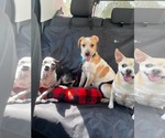 Small #3 Chihuahua Mix