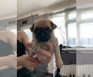 Pug Puppy for sale in LANSING, MI, USA