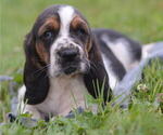 Puppy Hector Basset Hound