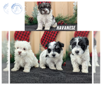 Small #9 Havanese