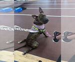 Small Photo #17 American Pit Bull Terrier-American Staffordshire Terrier Mix Puppy For Sale in Wenonah, NJ, USA