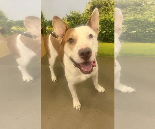 Medium Photo #2 Staffordshire Bull Terrier-Unknown Mix Puppy For Sale in Munford, TN, USA