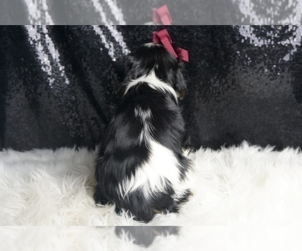 Medium Photo #125 Cavalier King Charles Spaniel Puppy For Sale in WARSAW, IN, USA