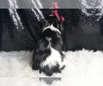 Small Photo #125 Cavalier King Charles Spaniel Puppy For Sale in WARSAW, IN, USA