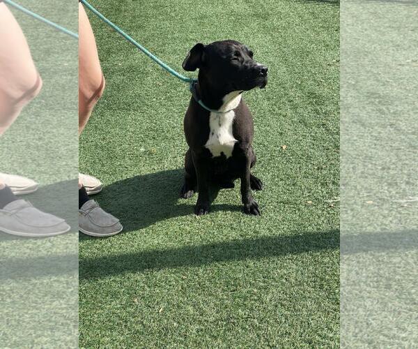 Medium Photo #3 American Pit Bull Terrier-Labrador Retriever Mix Puppy For Sale in Rockwall, TX, USA