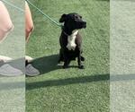 Small #2 American Pit Bull Terrier-Labrador Retriever Mix
