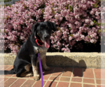 Small #3 Australian Shepherd Mix