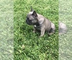 Small #40 French Bulldog