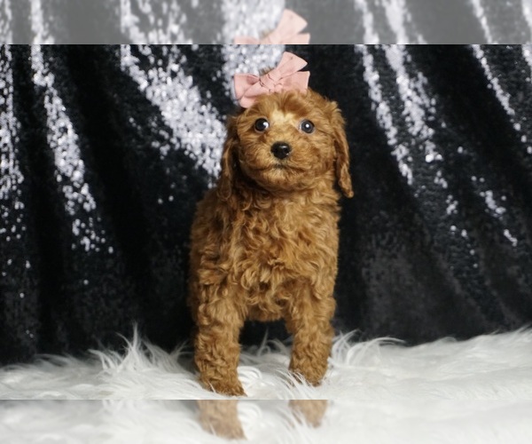 Medium Photo #3 Poodle (Toy) Puppy For Sale in WARSAW, IN, USA