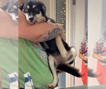 Small Siberian Husky