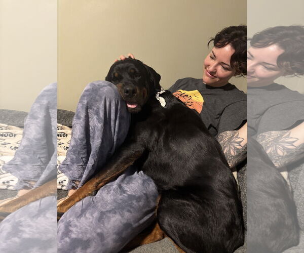 Medium Photo #4 Rottweiler Puppy For Sale in White Hall, AR, USA