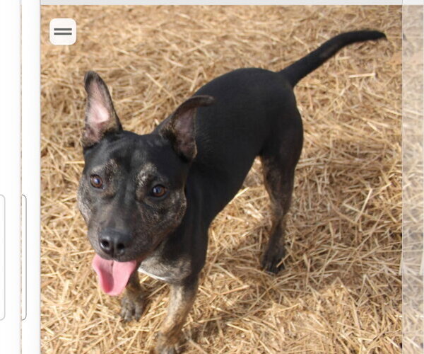 Medium Photo #1 American Staffordshire Terrier-Unknown Mix Puppy For Sale in Rockaway, NJ, USA