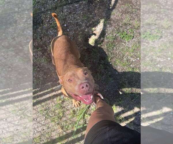 Medium Photo #4 Mutt Puppy For Sale in Abbeville, LA, USA