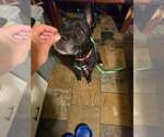 Small #2 Labrador Retriever