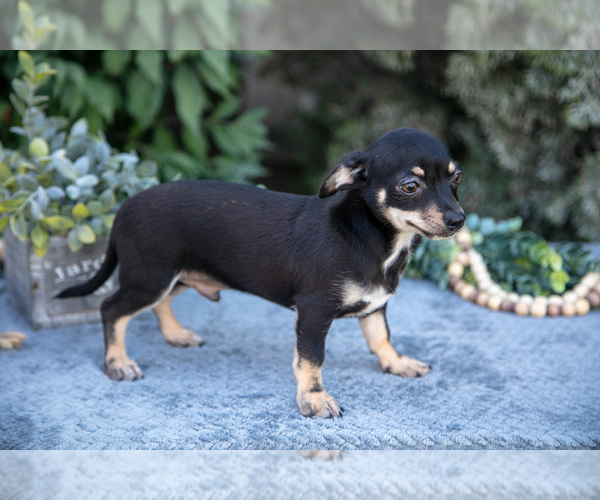 Medium Photo #3 Chihuahua Puppy For Sale in SALEM, IN, USA