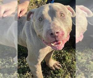 Unknown-Weimaraner Mix Dogs for adoption in Riverside, CA, USA