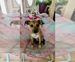 Small #3 Mutt